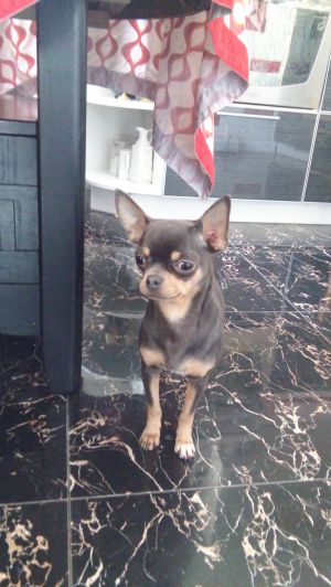 Dog Photo