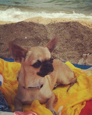 Dog Photo