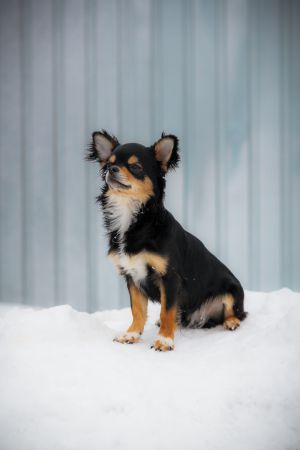Dog Photo