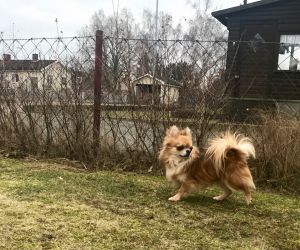 Dog Photo