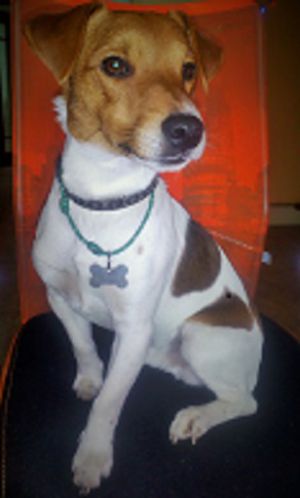 Dog Photo