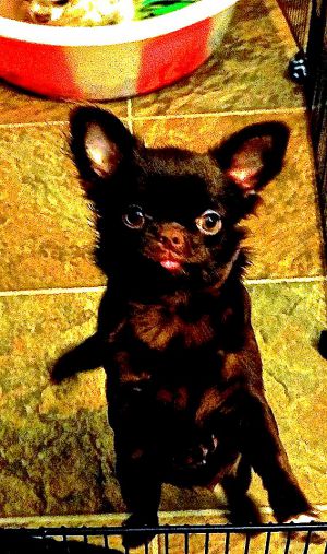 Dog Photo