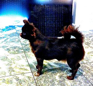 Dog Photo