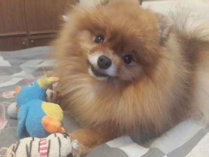 Dog Photo