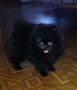 Dog Photo