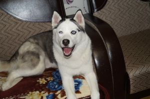 Dog Photo