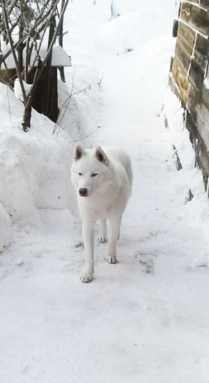 Dog Photo