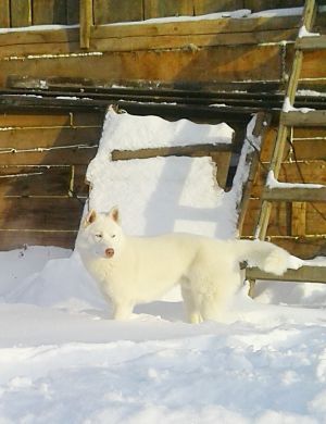 Dog Photo