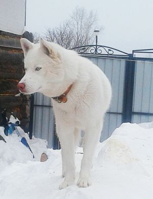Dog Photo