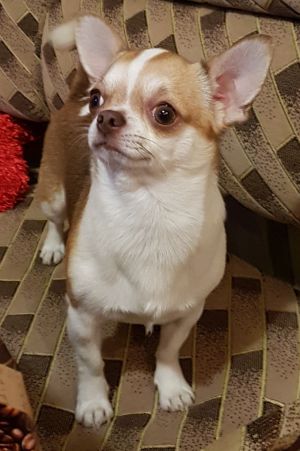 Dog Photo