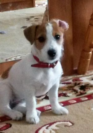 Dog Photo