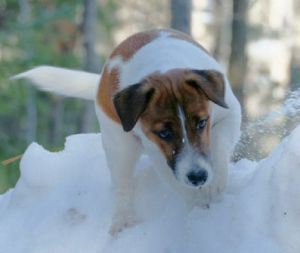 Dog Photo