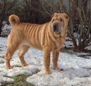 Dog Photo