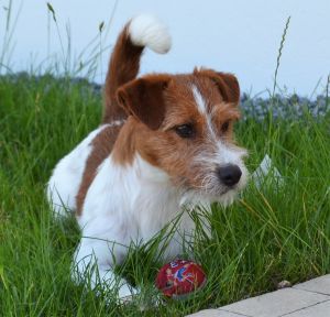 Dog Photo