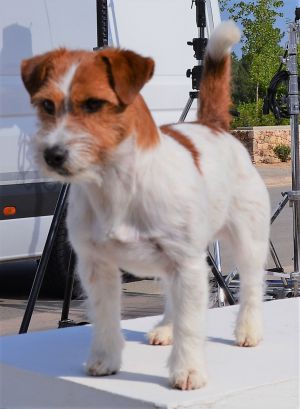 Dog Photo