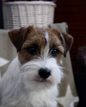 Dog Photo