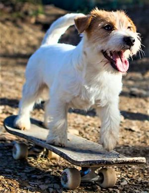 Dog Photo