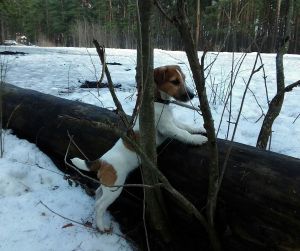 Dog Photo
