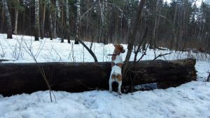 Dog Photo