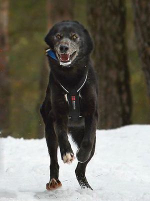 Dog Photo