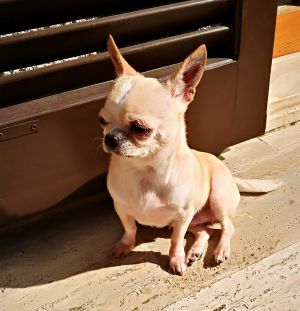 Dog Photo