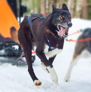 Dog Photo