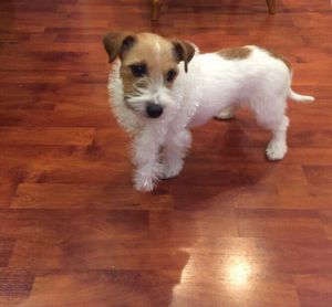 Dog Photo