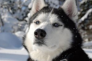 Dog Photo