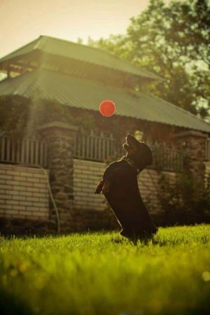 Dog Photo