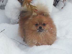 Dog Photo