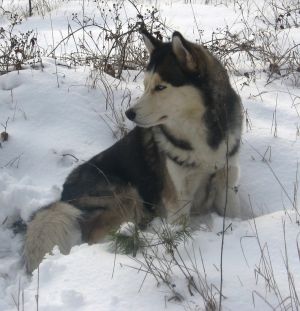 Dog Photo