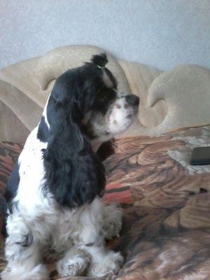 Dog Photo