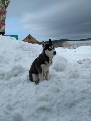 Dog Photo