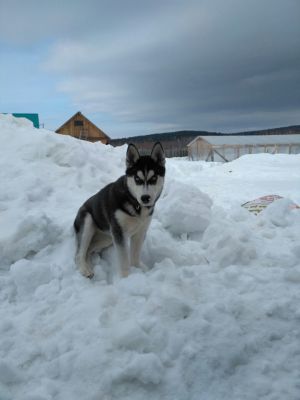 Dog Photo