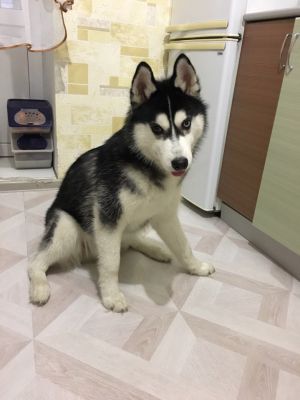 Dog Photo