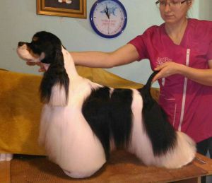 Dog Photo
