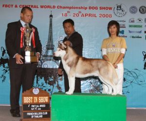 Dog Photo