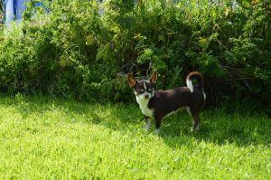 Dog Photo
