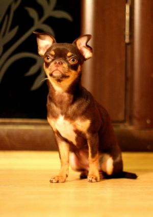 Dog Photo