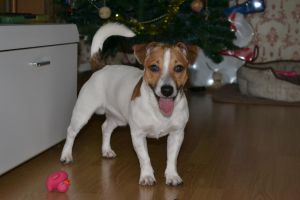 Dog Photo