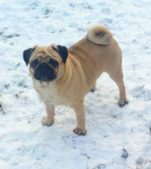 Dog Photo