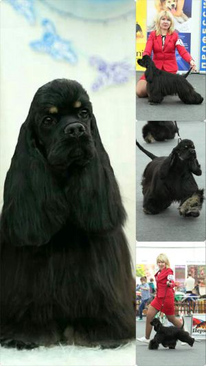 Dog Photo