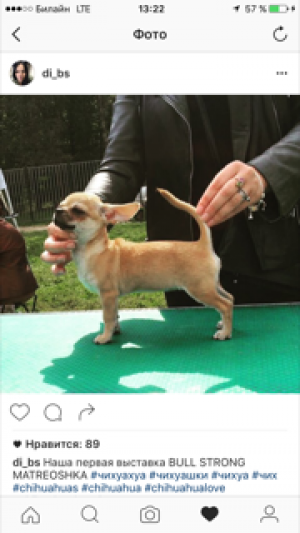 Dog Photo