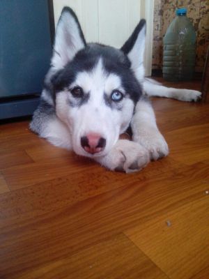 Dog Photo