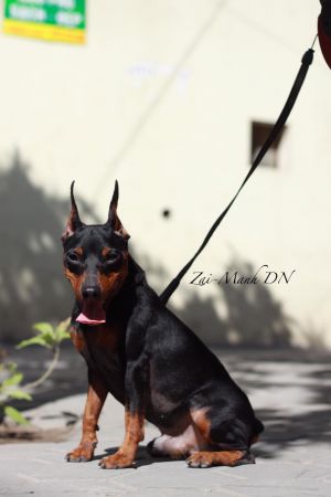 Dog Photo