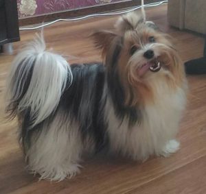 Dog Photo