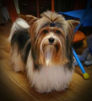 Dog Photo