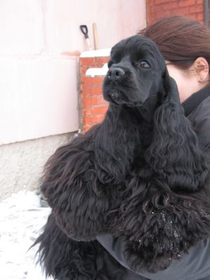 Dog Photo