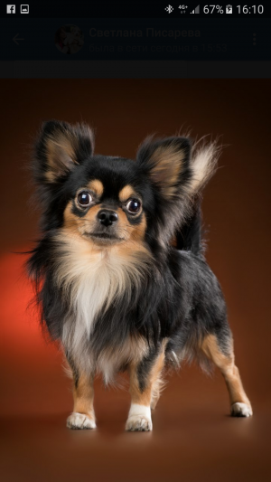 Dog Photo