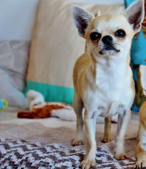 Dog Photo